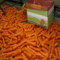 Carottes fraîches avec certificat HACCP FDA